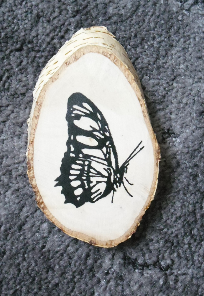 Motýl (02)