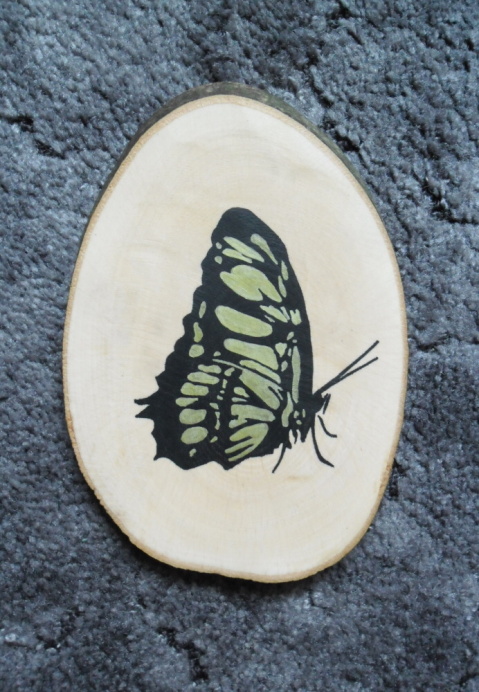 Motýl (03)